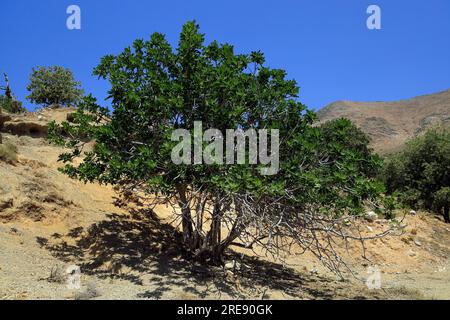 Fico Ficus carica, Valle di Eristos, Tilos, isole del Dodecaneso, Egeo meridionale, Grecia. Foto Stock