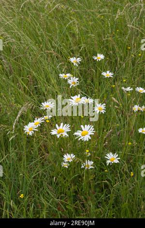 Prato estivo di fiori selvatici con margherite lunari Leucanthemum vulgare, o margherita oculare, e coppe di farfalle nell'Hampshire UK giugno Foto Stock