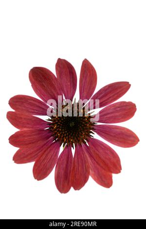 Un fiore rosso su sfondo bianco. Foto Stock