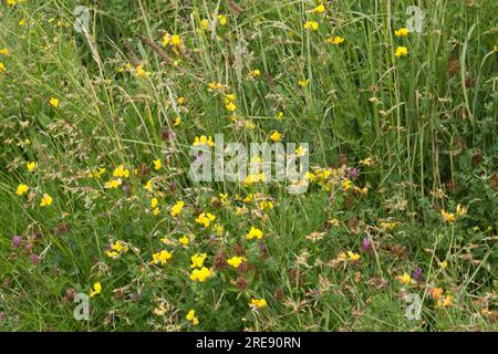 Prato estivo di fiori selvatici con trifoglio di uccello, noto anche come Lotus corniculatus, trifoglio rosso e tazze di farfalle nell'Hampshire, Regno Unito, a giugno Foto Stock