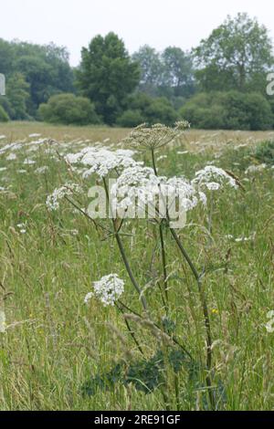 Prato estivo di fiori selvatici con alghe, noto anche come pastinaca di mucca o Heracleum sphondylium, nell'Hampshire, Regno Unito, a giugno Foto Stock