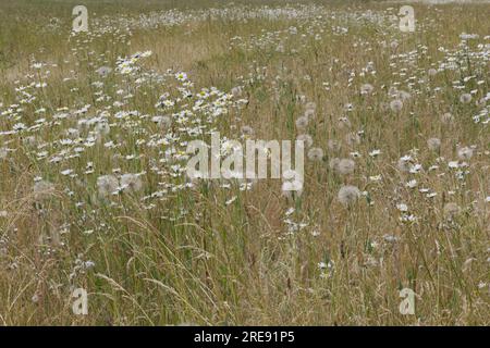 Prato estivo con fiori selvatici con salsify o Tragopogon porrifolius, teste di semina e margherite lunari nell'Hampshire, Regno Unito, a giugno Foto Stock