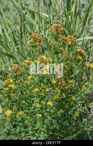 Foto ampia di un gruppo di St. John's Wort / Hypericum perforatum cresce in qualche erba lunga nel Regno Unito. Nota pianta medicinale usata per secoli. Foto Stock