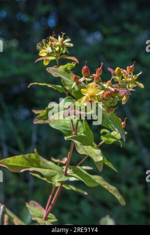 Ravvicinato di fiori gialli della pianta di erbe Tutsan / Hypericum androsaemum che cresce selvatico nel Regno Unito. Nota pianta medicinale usata per secoli. Foto Stock