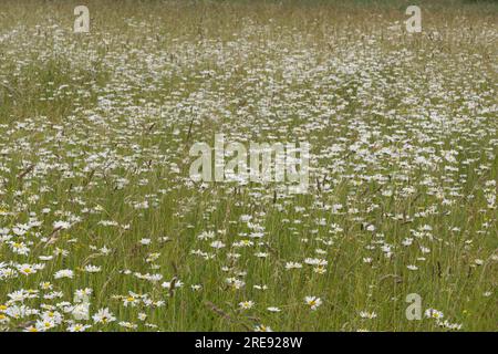 Prato estivo con fiori selvatici con margherite lunari, noto anche come margherite oxeye o Leucanthemum vulgare, nell'Hampshire, Regno Unito, a giugno Foto Stock