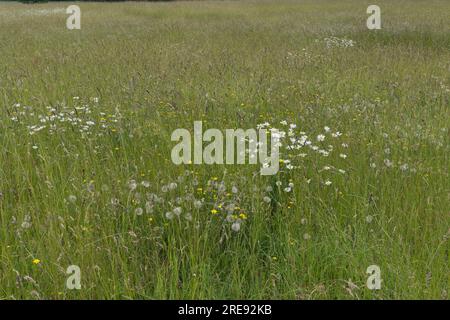 Prato estivo con fiori selvatici con farfalle, salsify o Tragopogon porrifolius, teste di semina e margherite lunari nell'Hampshire, Regno Unito, a giugno Foto Stock