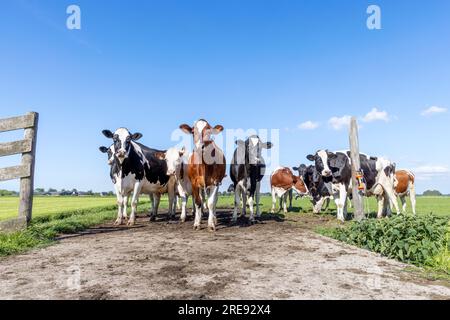Gruppo mucche in prima fila, un branco nero rosso e bianco, raggruppati su un sentiero in un campo, cancello aperto, felice e gioioso e un cielo blu, un ampio panorama Foto Stock