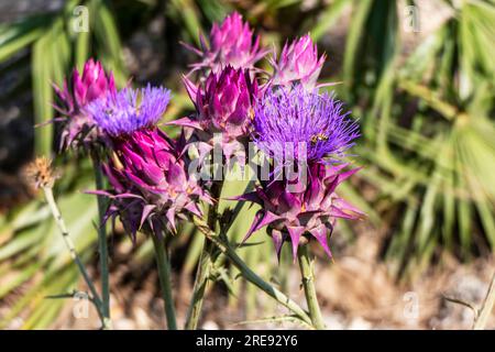 Ravvicinati le api che raccolgono il polline su una Cynara syriaca in fiore o carciofo selvatico siriano Foto Stock