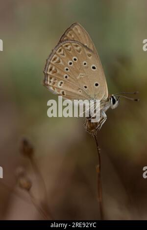 Farfalla blu anomala, Polyommatus admetus, appollaiata su un fusto asciutto Foto Stock