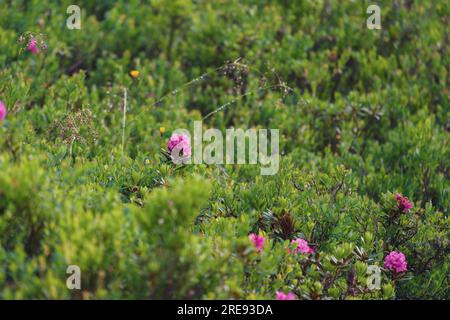 splendido prato di montagna con rose alpine in una sera d'estate dopo la pioggia Foto Stock