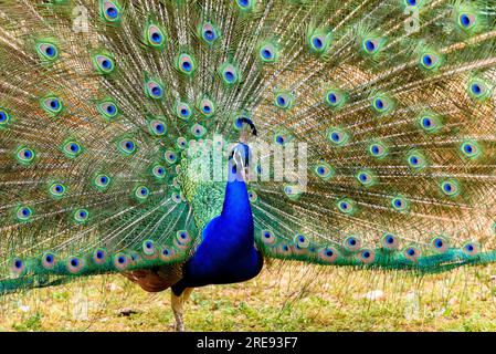 peacock in primavera con belle piume Foto Stock