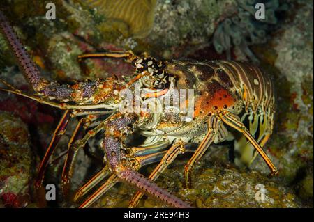 Aragosta caraibica (Panulirus argus), Bloody Bay Wall, Little Cayman Island, Mar dei Caraibi Foto Stock