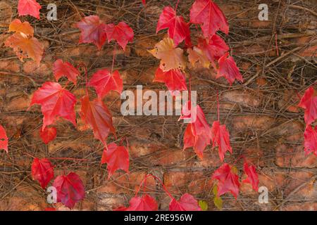 Foglie arancioni e rosse di pianta di vite che si arrampicano su una parete di mattoni in un giardino soleggiato Foto Stock