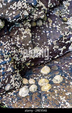 Vongole e barnacles su una roccia vicino al mare Foto Stock