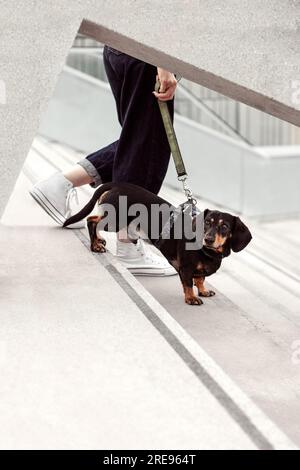 Coltivate un'anonima proprietaria che cammina al piano di sotto con un cane Dachshund nero e marrone al guinzaglio durante la passeggiata in città Foto Stock