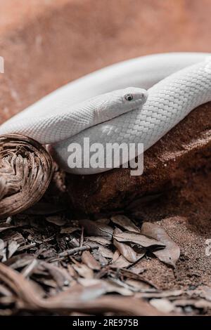 Cobra bianco con occhiali e pelle squamosa sdraiata su terreno sassoso nelle giornate di sole Foto Stock