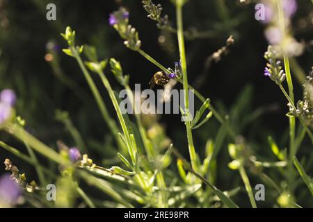 Primo piano delle api che raccolgono il polline dalla lavanda nel giardino soleggiato Foto Stock