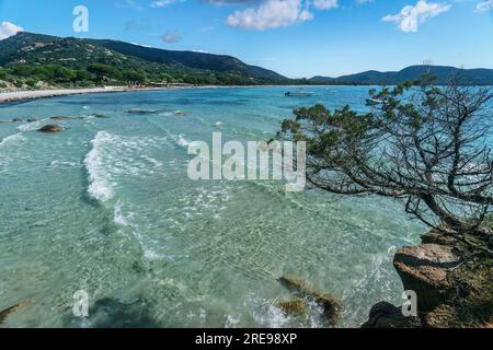 Plage de Palombaggia, Strand, spiaggia, Porto Vecchio, Corse-du-Sud, Korsika, Frankreich, Europa Foto Stock