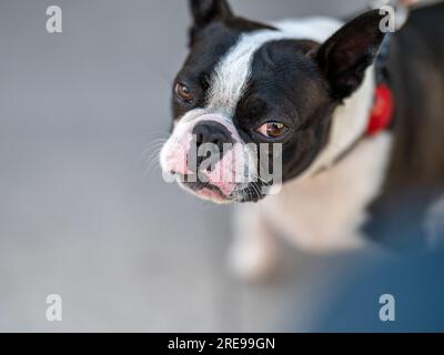 Ritratto di un Boston terrier di due anni in Svezia Foto Stock