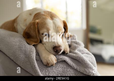 Primo piano del cane domestico sdraiato sul letto a casa Foto Stock