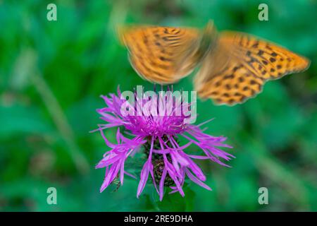 Butterfly fritillary con ali arancioni aperte con puntini punteggiati su un fiore. Foto Stock