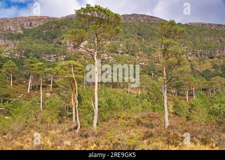 Resti dell'antica foresta di pini scozzesi Caledoniani sulla montagna Shieldaig Village, Strathcarron, Loch Shieldaig, Highland, Scozia Foto Stock