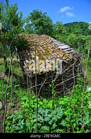 Nella città di Rize, in Turchia, la vita naturale è molto forte. Le foreste e le zone di coltivazione del tè sono ricche. Foto Stock