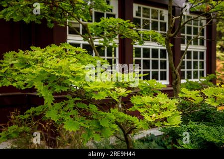 Albero d'acero di fronte alla casa da tè nel giardino giapponese di Leverkusen, Renania settentrionale-Vestfalia, Germania. Ahorn vor Teehaus im Japanischen Garten in Foto Stock