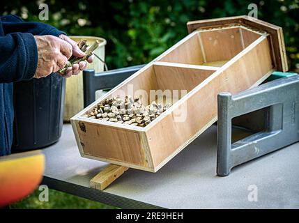 Costruire una casa di insetti a mano. Foto Stock