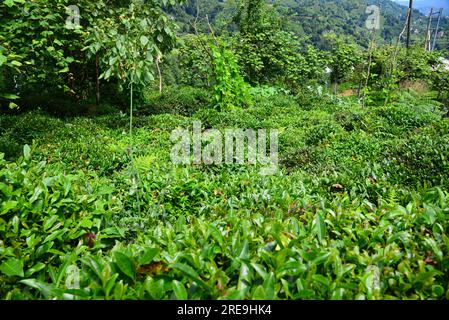 Nella città di Rize, in Turchia, la vita naturale è molto forte. Le foreste e le zone di coltivazione del tè sono ricche. Foto Stock