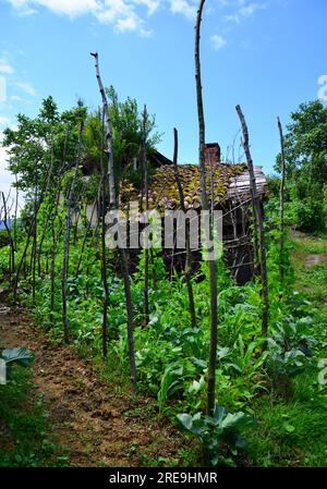 Nella città di Rize, in Turchia, la vita naturale è molto forte. Le foreste e le zone di coltivazione del tè sono ricche. Foto Stock