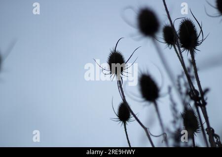 Piante secche. Spine nere. Steli spinosi. Erbe secche. Foto Stock