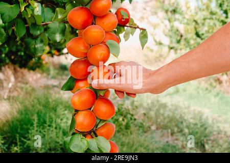 Un uomo sta raccogliendo delle albicocche mature da un ramo di un albicocca, in un frutteto in Catalogna, Spagna Foto Stock