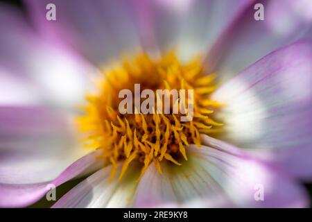 Una vista ravvicinata dei petali e del centro di uno splendido fiore di malva e Dahlia bianco Foto Stock