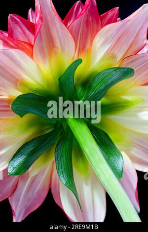 Un primo piano sotto un bellissimo fiore di Dahlia rosso e giallo Foto Stock