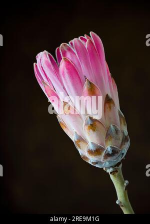 Un fiore spettacolare e molto insolito di una pianta di Protea, (Protea aristata), fotografato su un semplice sfondo nero Foto Stock