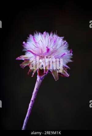 L'insolita testata di fiori di una pianta australiana, la Hairy Mulla Mulla (Ptilotus helipteroides), fotografata su uno sfondo chiaro e scuro Foto Stock