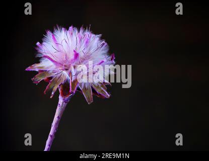 L'insolita testata di fiori di una pianta australiana, la Hairy Mulla Mulla (Ptilotus helipteroides), fotografata su uno sfondo chiaro e scuro Foto Stock