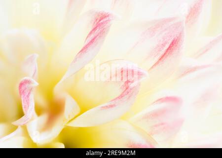 Una vista ravvicinata dei petali di un bellissimo fiore di Dahlia rosa e crema Foto Stock