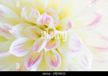 Una vista ravvicinata dei petali di un bellissimo fiore di Dahlia rosa e crema Foto Stock