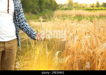 Un uomo tiene in mano orecchie di grano dorato in un campo di maturazione, controllando la qualità del grano sulle spikelets. Primo piano da una vista laterale. Primo piano Foto Stock