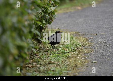 Male Common Blackbird (Turdus merula) con Dragonfly in Beak, in piedi sul terreno accanto a Hedge in Right-Profile, preso nel Galles centrale a luglio Foto Stock