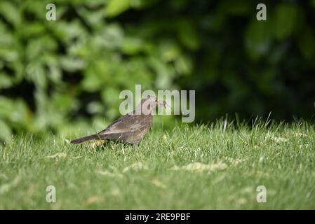 Primo piano, immagine di profilo destro di un uccello nero femmina comune (Turdus merula) in piedi su erba corta con un becco pieno di vermi, in una giornata di sole nel Regno Unito Foto Stock