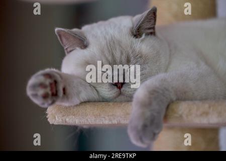 British shorthair Cat catkin colorpoint color point crema dormiente Foto Stock