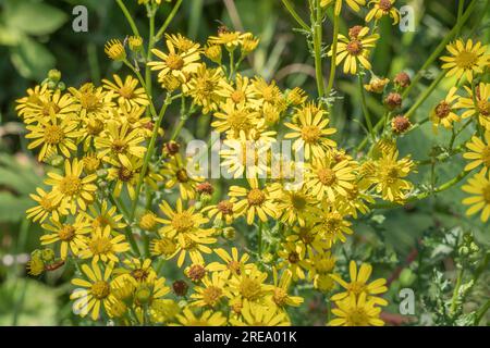 Si ritiene che sia il comune Ragwort / Senecio vulgaris, Senecio jacobaea sotto la luce del sole. Fiori gialli luminosi ma un'erba invasiva per gli agricoltori ecc. Foto Stock