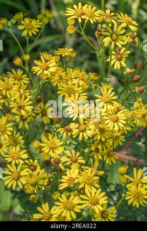 Si ritiene che sia il comune Ragwort / Senecio vulgaris, Senecio jacobaea sotto la luce del sole. Fiori gialli luminosi ma un'erba invasiva per gli agricoltori ecc. Foto Stock