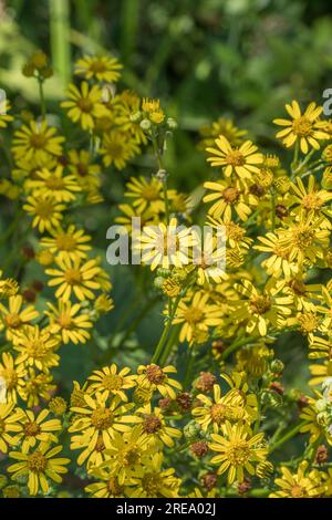 Si ritiene che sia il comune Ragwort / Senecio vulgaris, Senecio jacobaea sotto la luce del sole. Fiori gialli luminosi ma un'erba invasiva per gli agricoltori ecc. Foto Stock