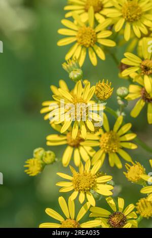 Si ritiene che sia il comune Ragwort / Senecio vulgaris, Senecio jacobaea. Fiori gialli luminosi ma un'erba invasiva per gli agricoltori, ecc. Foto Stock