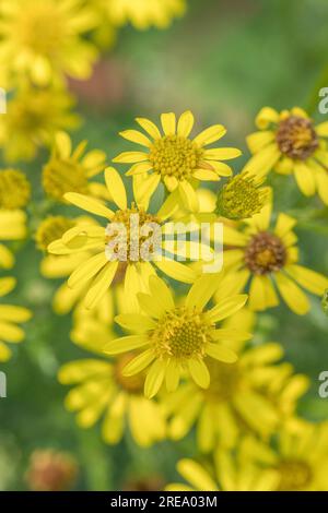 Si ritiene che sia il comune Ragwort / Senecio vulgaris, Senecio jacobaea. Fiori gialli luminosi ma un'erba invasiva per gli agricoltori, ecc. Foto Stock