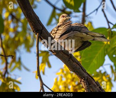 Una colomba maculata che guarda indietro su un albero Foto Stock